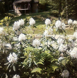 Meet your Posher, Carol